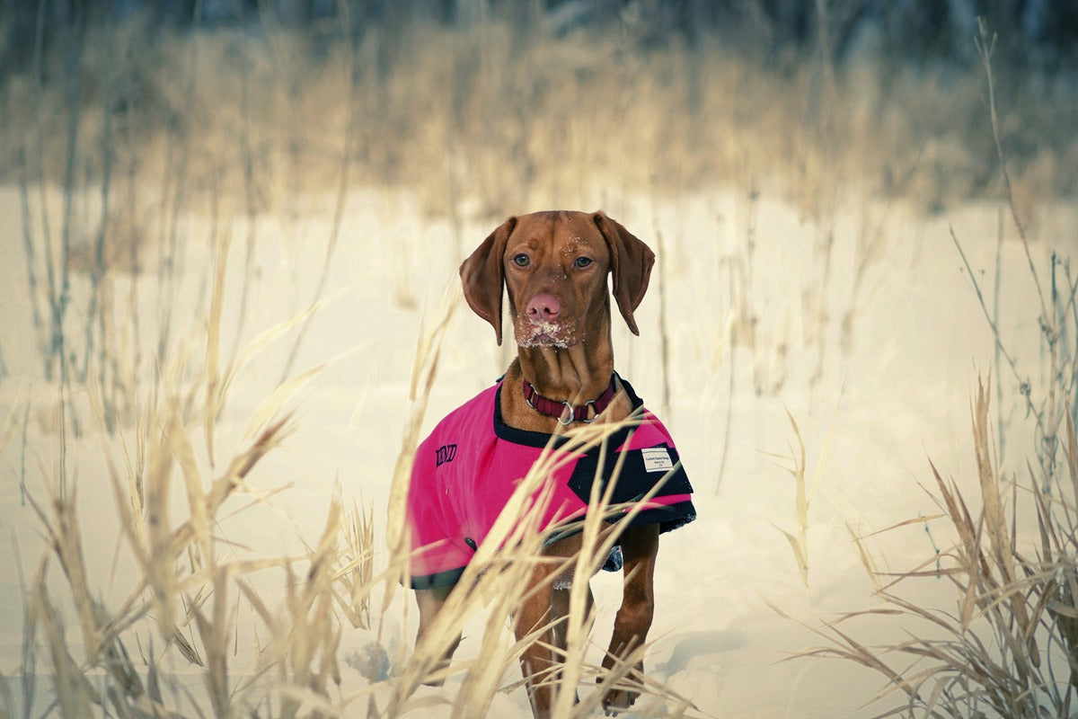 How to Keep Dogs Warm Outside: 10 Key Tips